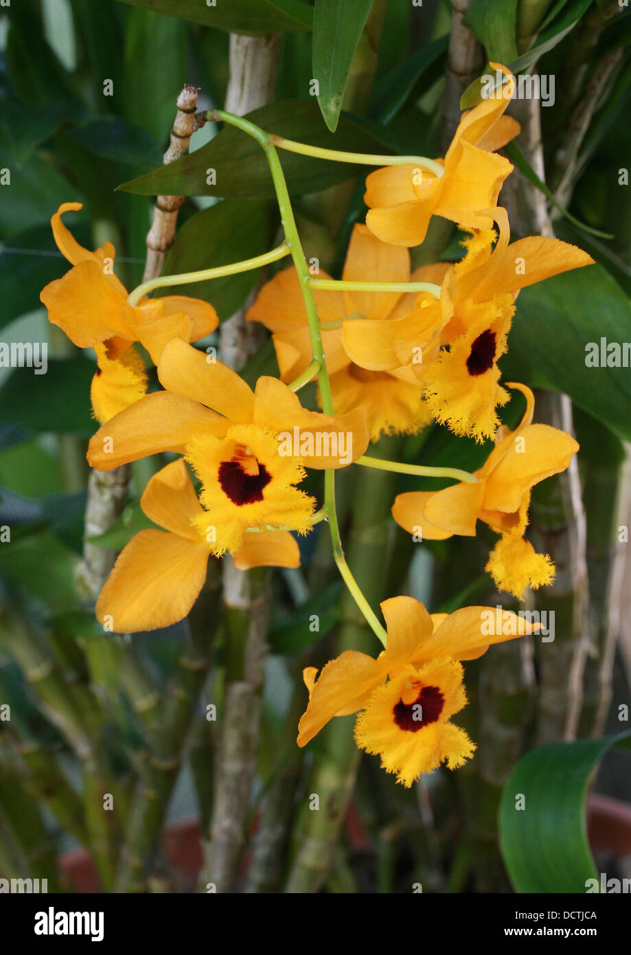 Dendrobium fimbriatum var. oculatum, Orchidaceae. Un'orchidea originari del Nepal, in India e in Cina. Foto Stock