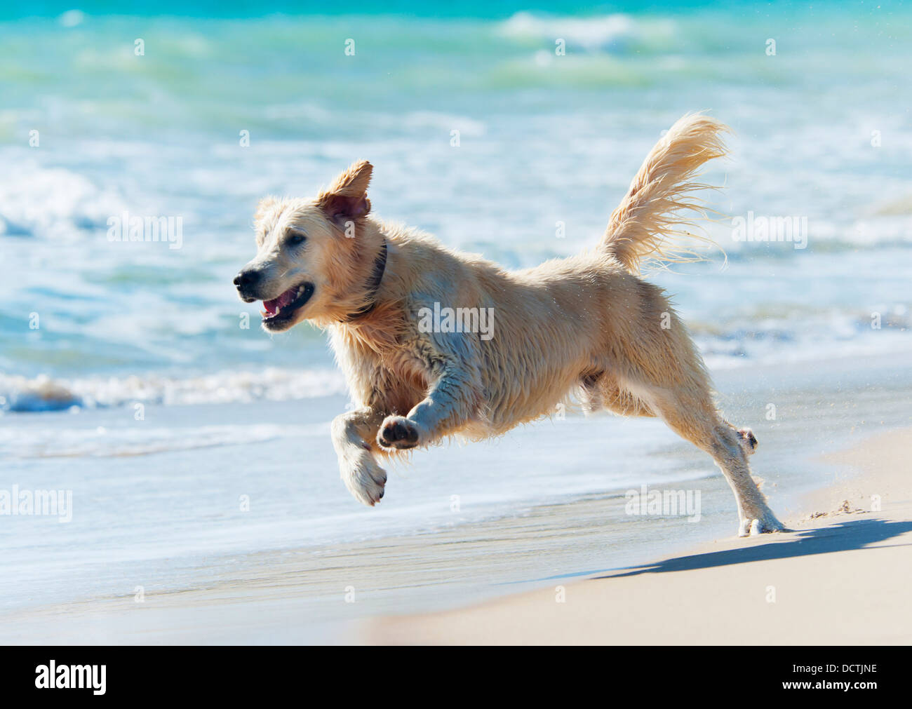 Un cane che corre lungo la spiaggia; Tarifa, Cadice, Andalusia, Spagna Foto Stock