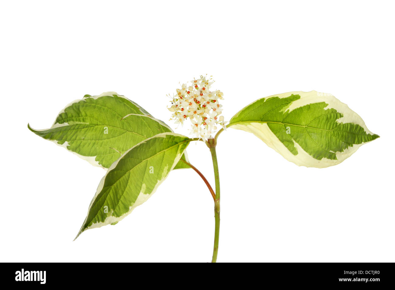 Sanguinello,cornus, fiori e foglie variegato isolata contro bianco Foto Stock