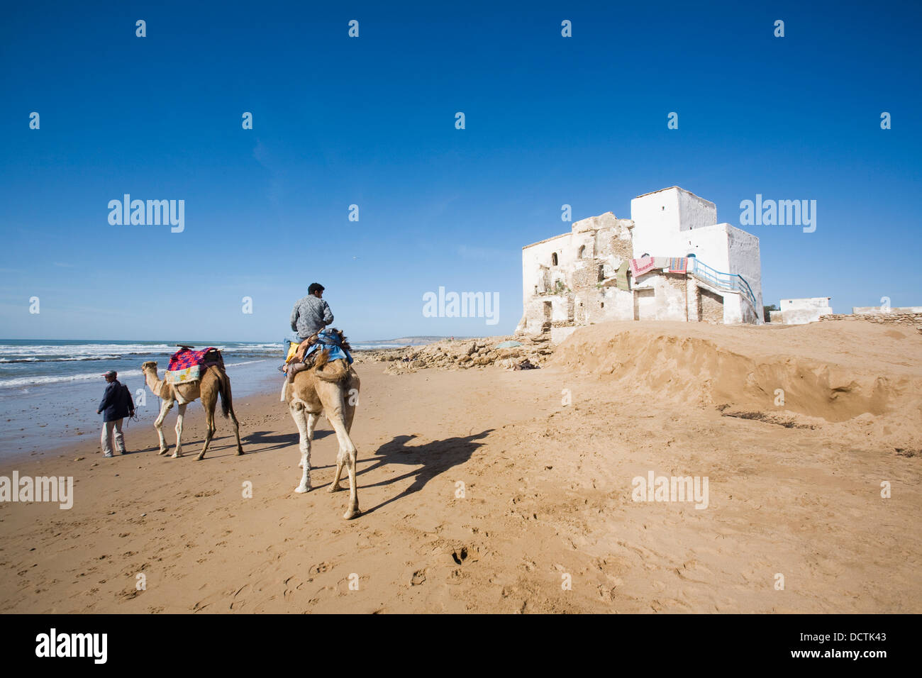 Cammelli sulla spiaggia Sidi Kaouki, Essaouira, Marocco Foto Stock