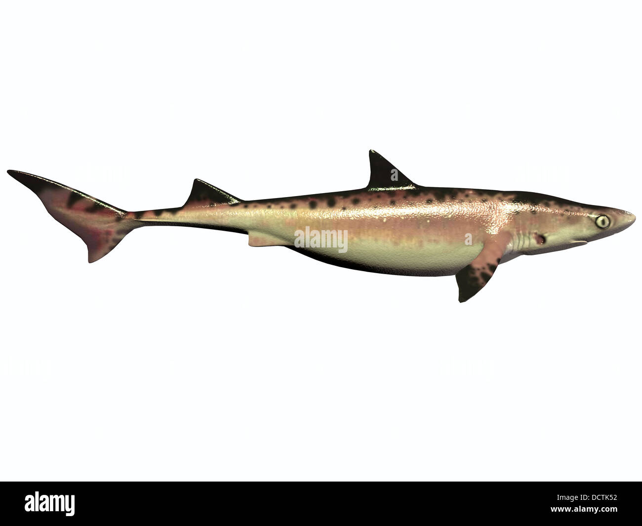 Ci sono state numerose specie di squalo durante il Cretacico della storia della terra. che sono ora estinto. Foto Stock