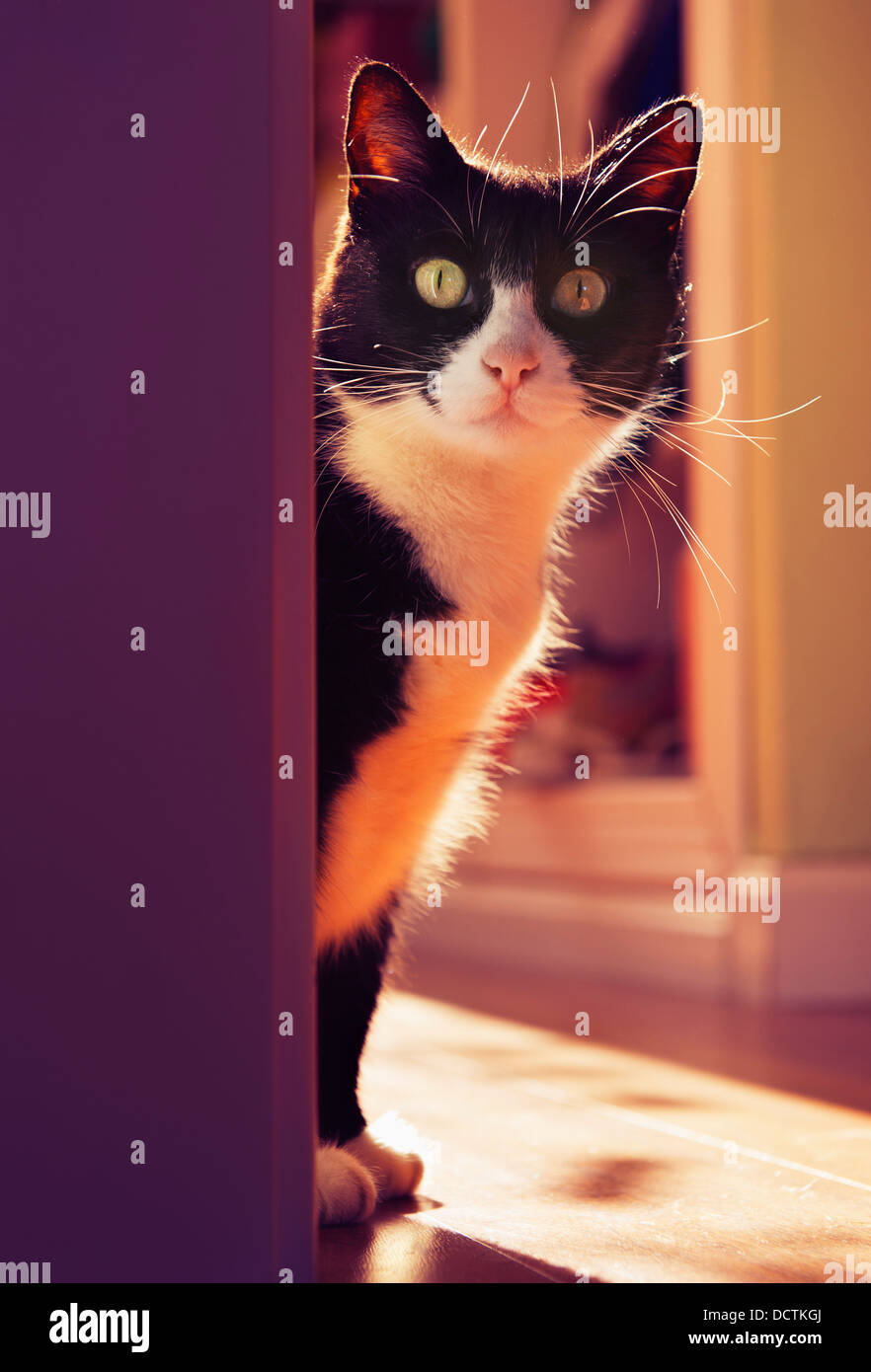 Un gatto Peeking intorno a un angolo; Benalamadena Costa, Malaga, Costa del Sol, Andalusia, Spagna Foto Stock