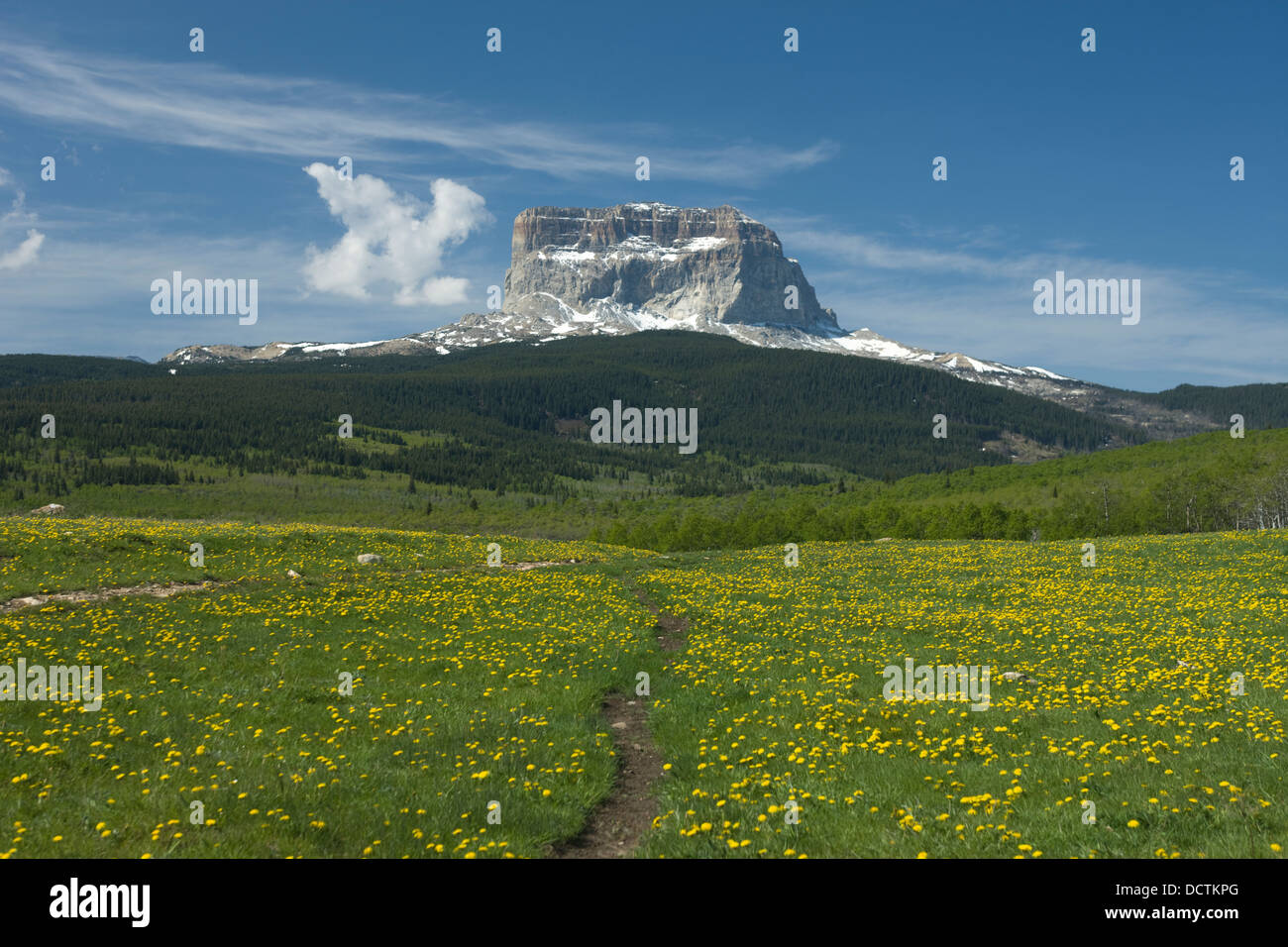 Piccolo percorso IN ERBA CHIEF MOUNTAIN Glacier National Park Montana USA Foto Stock