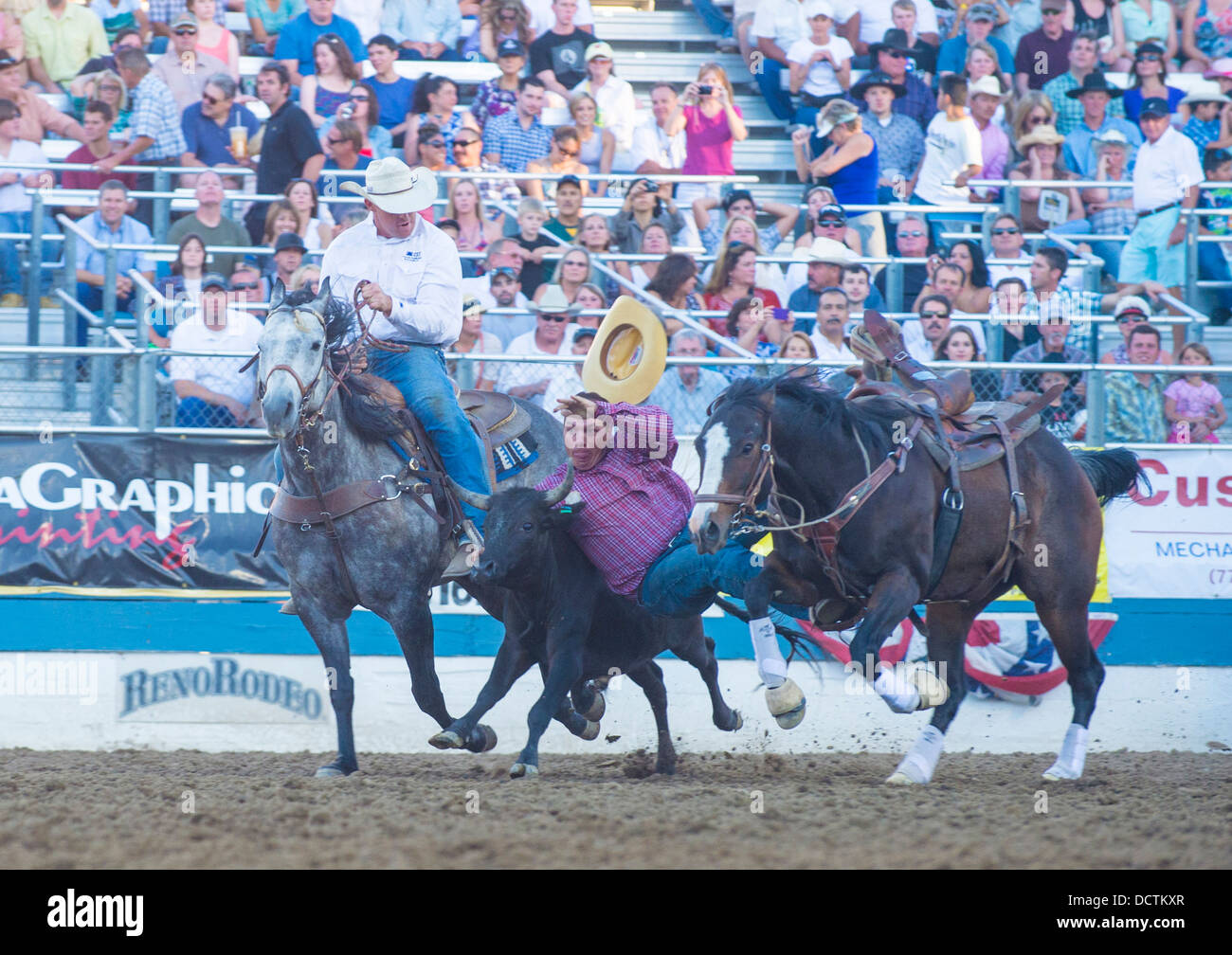 I cowboys partecipante in una Steer wrestling concorso al Reno Rodeo Rodeo Professionale tenutasi a Reno Nevada Foto Stock