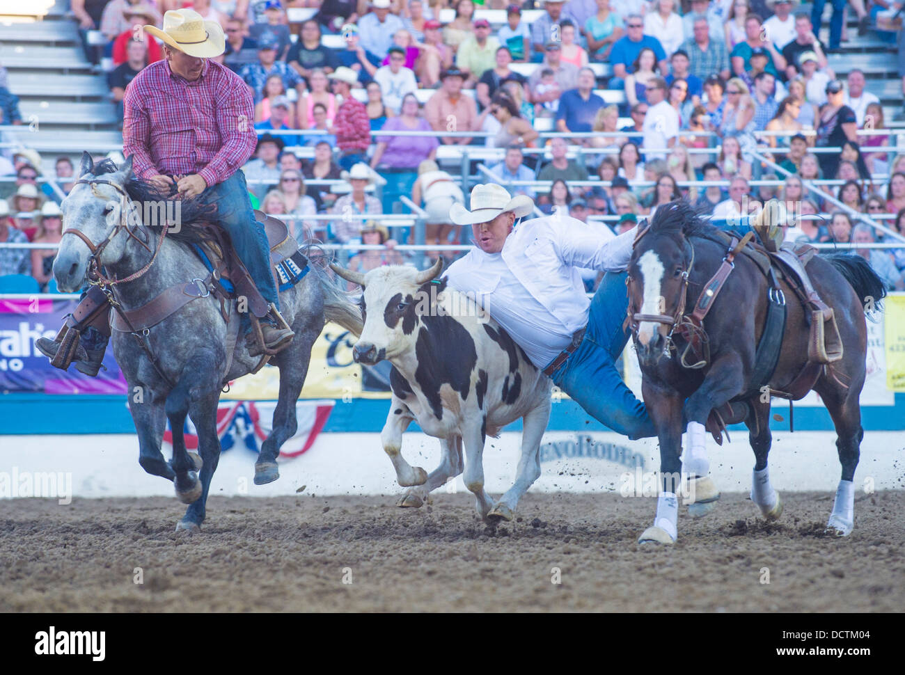 Cowboy i partecipanti in un manzo wrestling concorso al Reno Rodeo Rodeo Professionale tenutasi a Reno Nevada Foto Stock