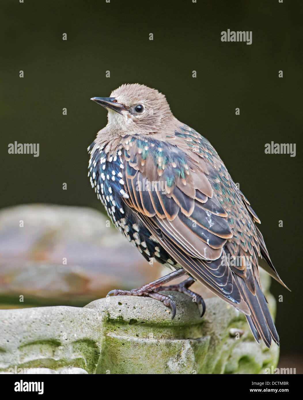 Comune di novellame di Starling (Sturnus vulgaris). L'estate. Regno Unito Foto Stock