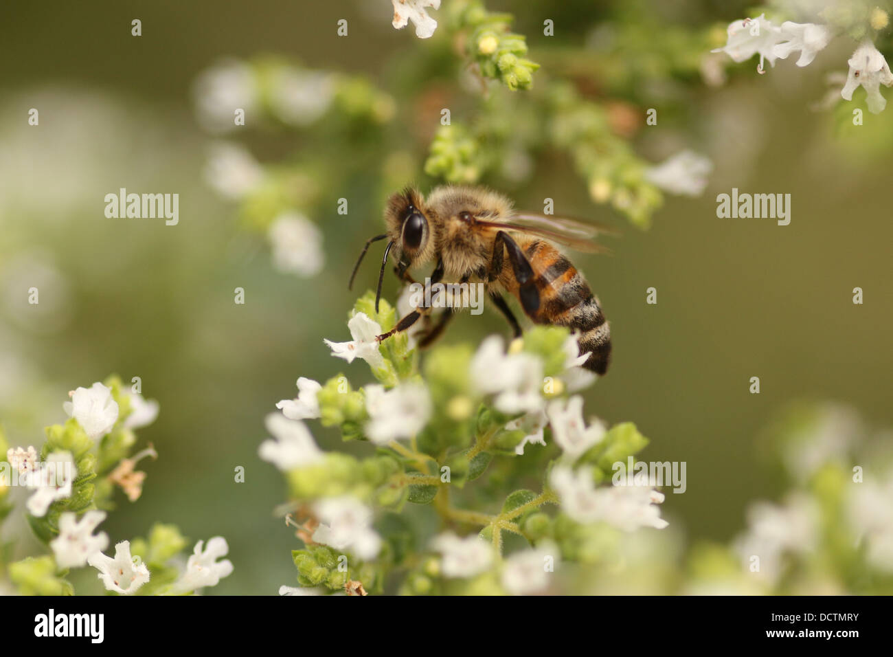 Ape Miele alimentazione degli insetti da un fiore di origano Foto Stock