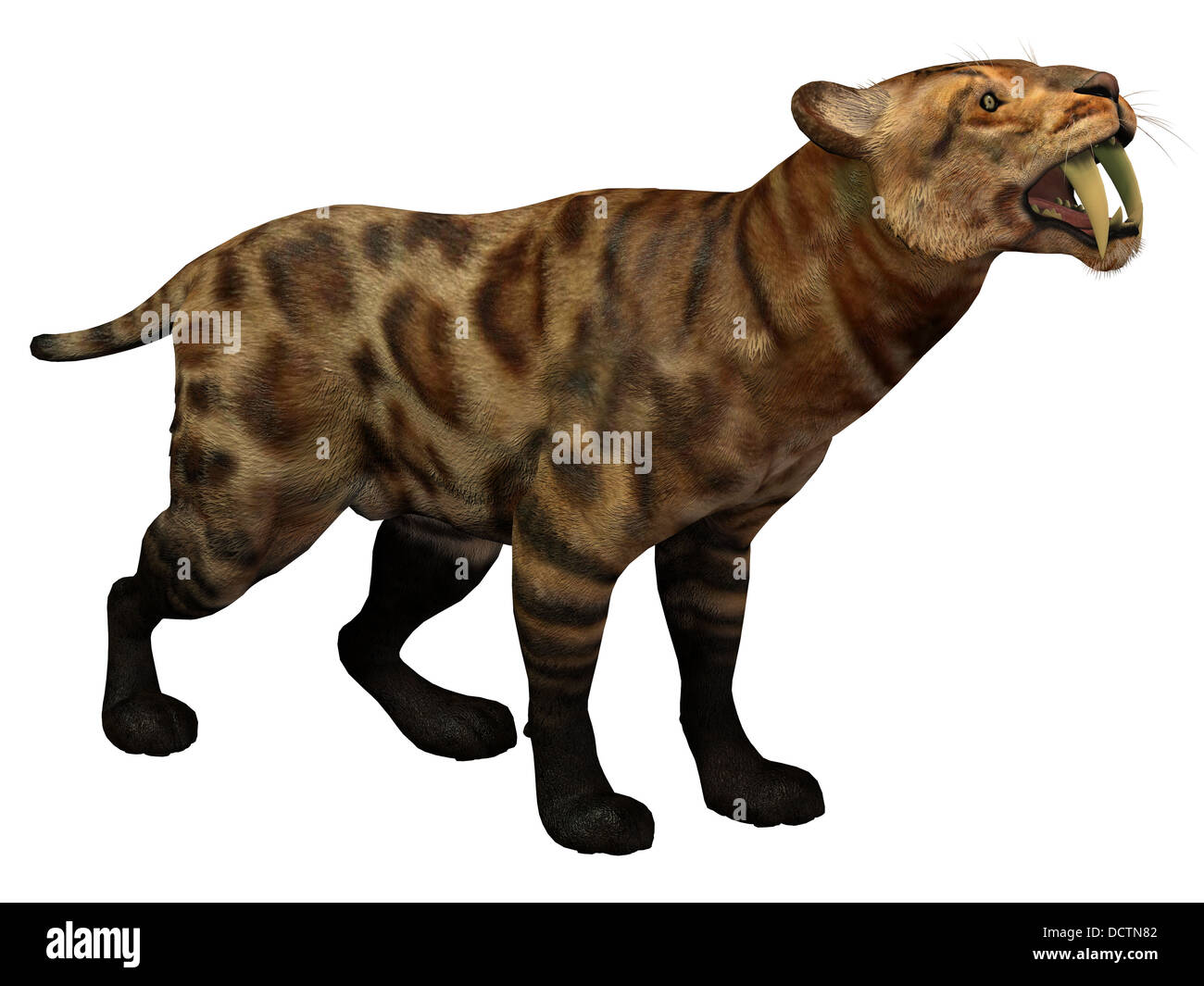 Smilodon gatto vissuto in Nord America da Eocene al Pleistocene Periodo e predati molti grandi animali. Foto Stock