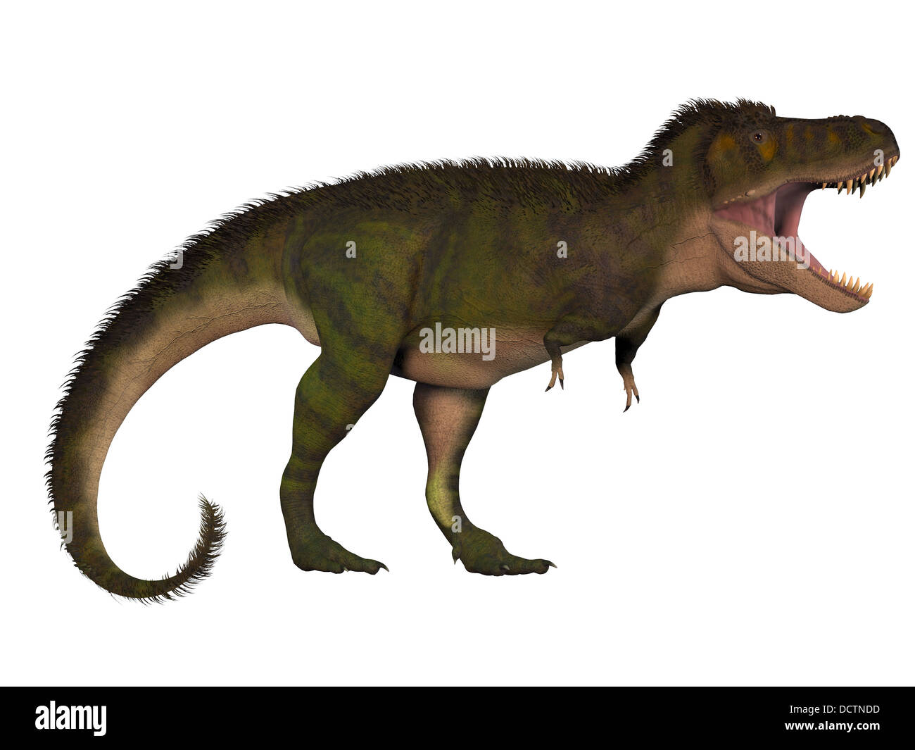 Tyrannosaurus Rex vissuto in Nord America nel Cretaceo ed era un clima intimidatorio predator. Foto Stock
