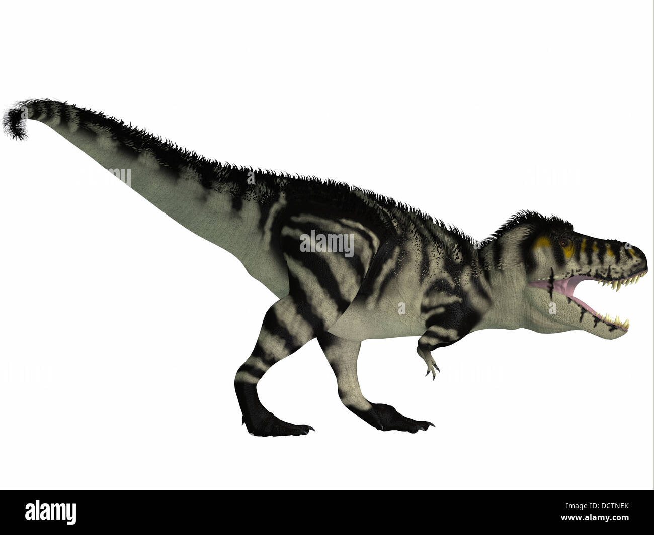 Tyrannosaurus Rex vissuto in Nord America nel Cretaceo ed era un clima intimidatorio predator. Foto Stock