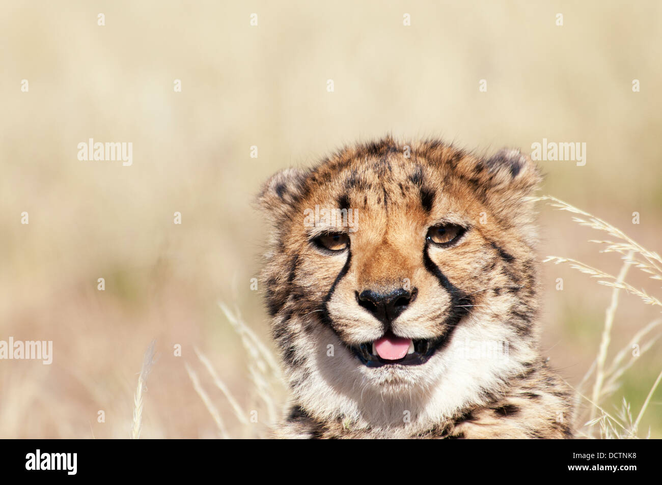 Ritratto di carino Cheetah Cub Acinonyx jubatus, leccare le labbra, Namibia, Africa Foto Stock