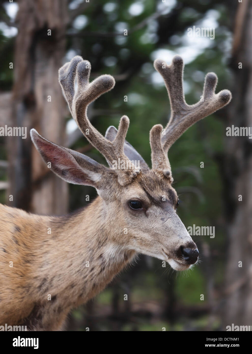 Mule Deer Buck (Odocoilus Hemionus) con corna in velluto Pinon-Juniper nel bosco lungo il bordo Sud del Grand Canyon Arizona Foto Stock