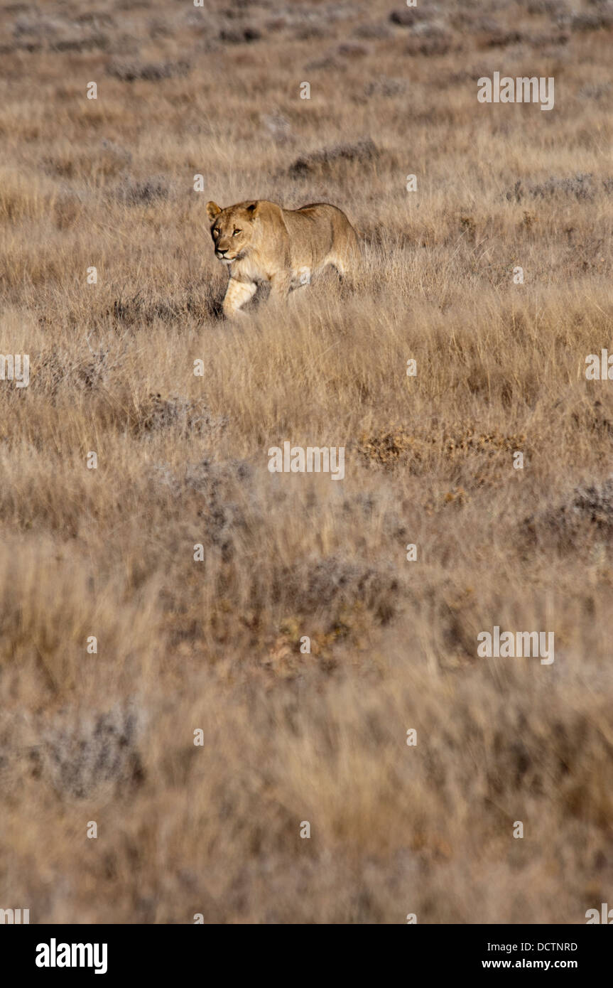 Giovane africano Leonessa, Panthera leo, passeggiate nel parco nazionale Etosha, Namibia, Africa occidentale Foto Stock