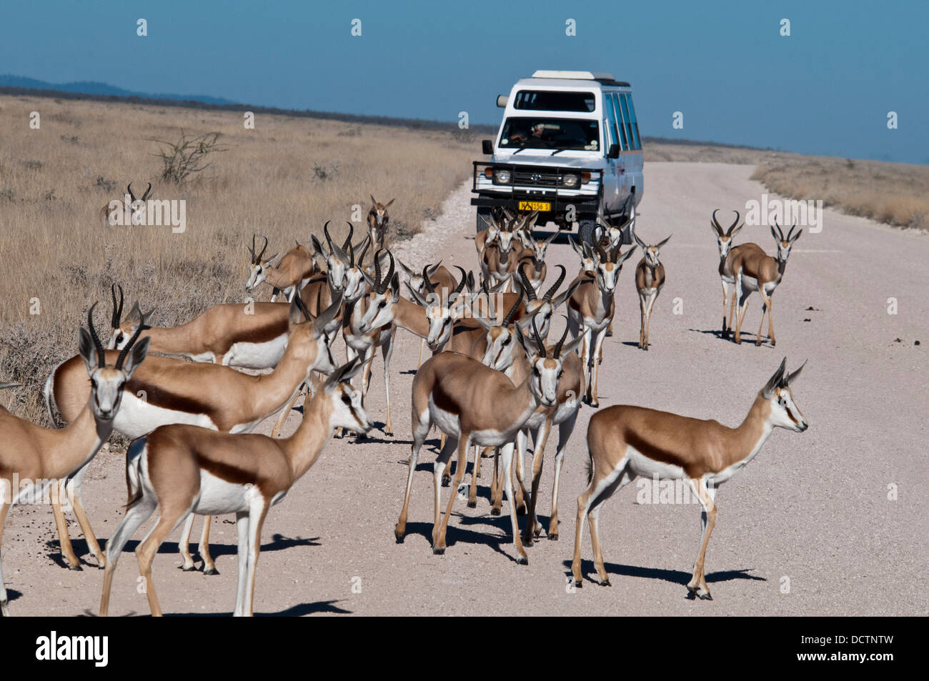 I turisti la visualizzazione di una mandria di springbok, Antidorcas marsupialis, a partire da un veicolo di safari nel Parco Nazionale di Etosha, Namibia, Africa Foto Stock