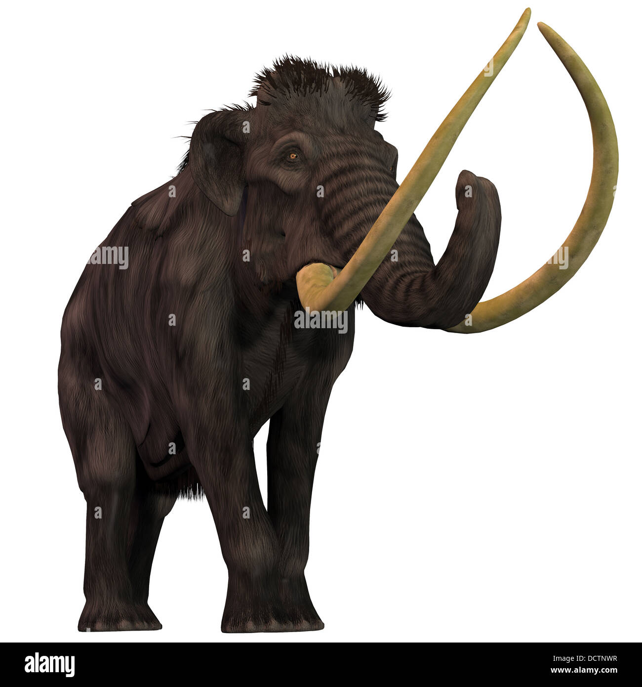 Mammut lanosi sono estinti mammiferi erbivori che ha vissuto dal Pleistocene all'Olocene periodi. Foto Stock