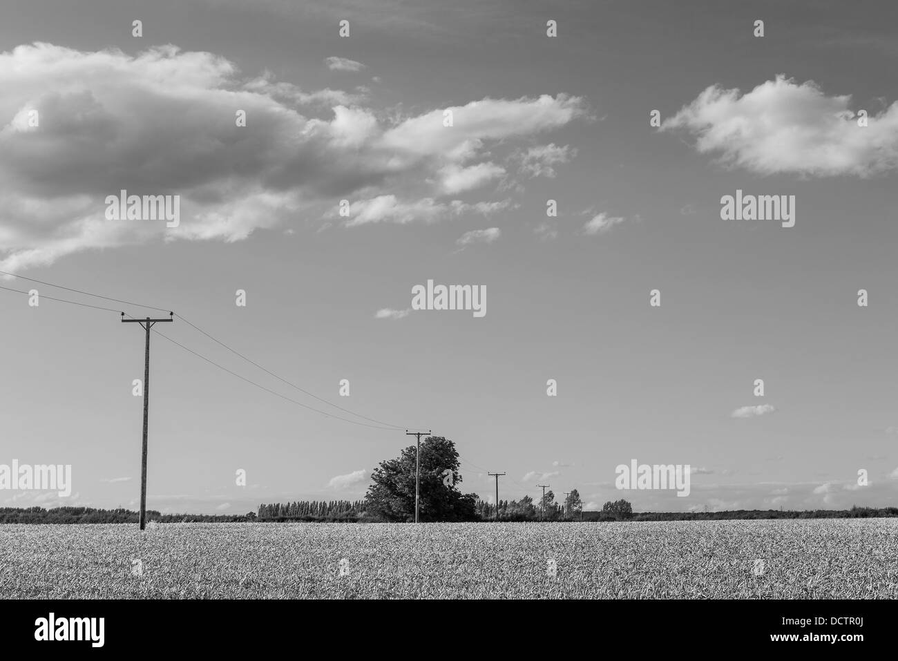Estate campo di grano con le nuvole nel cielo. Foto Stock