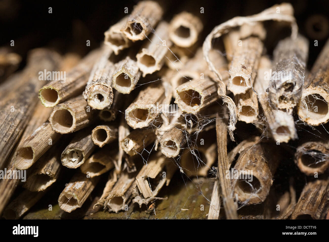 Vecchio steli di piante in un hotel di bug per incoraggiare insetti utili nel giardino. Foto Stock