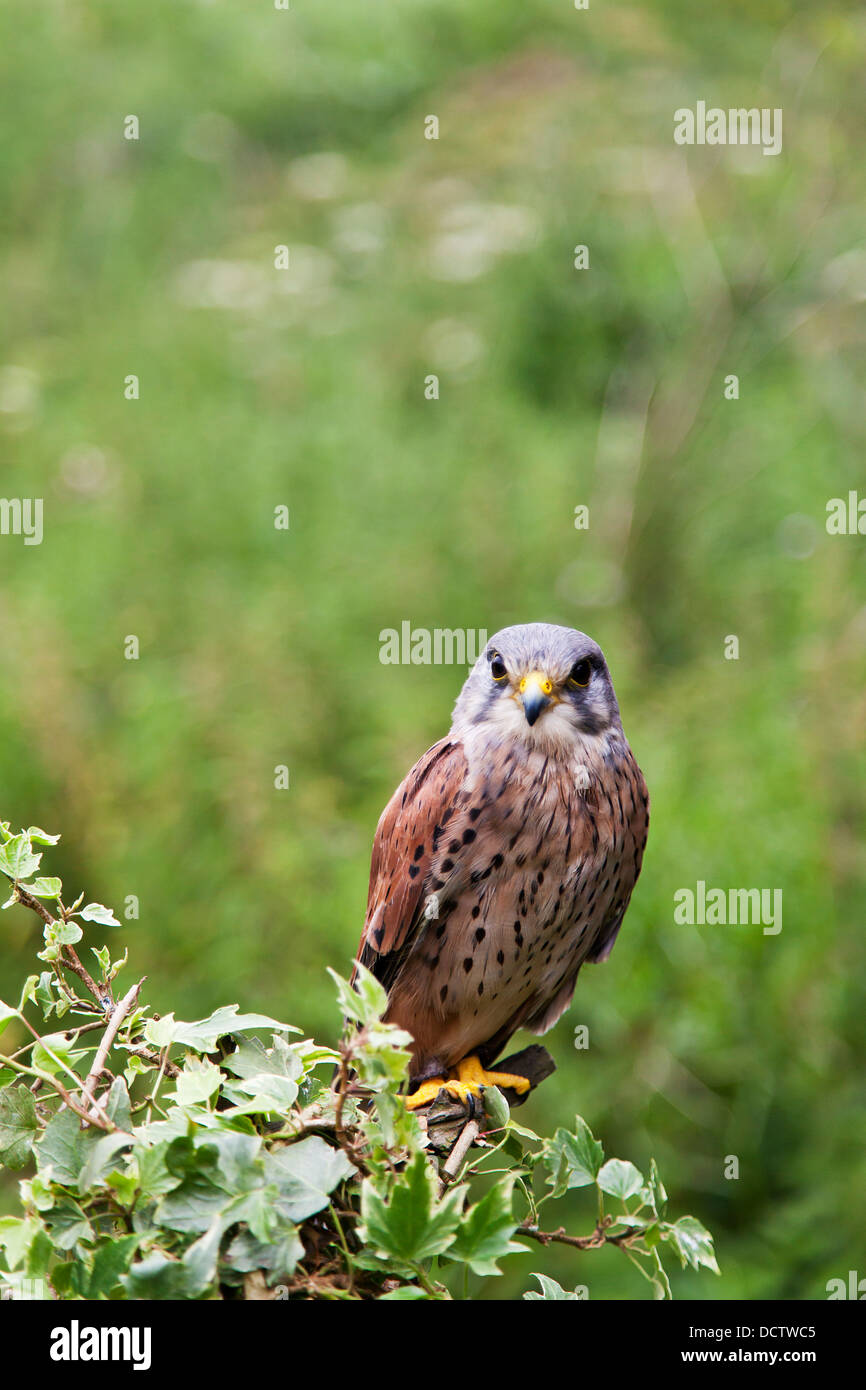 Kestrel appollaiato su un bush in edera in fondo all'immagine con spazio per la copia. Foto Stock