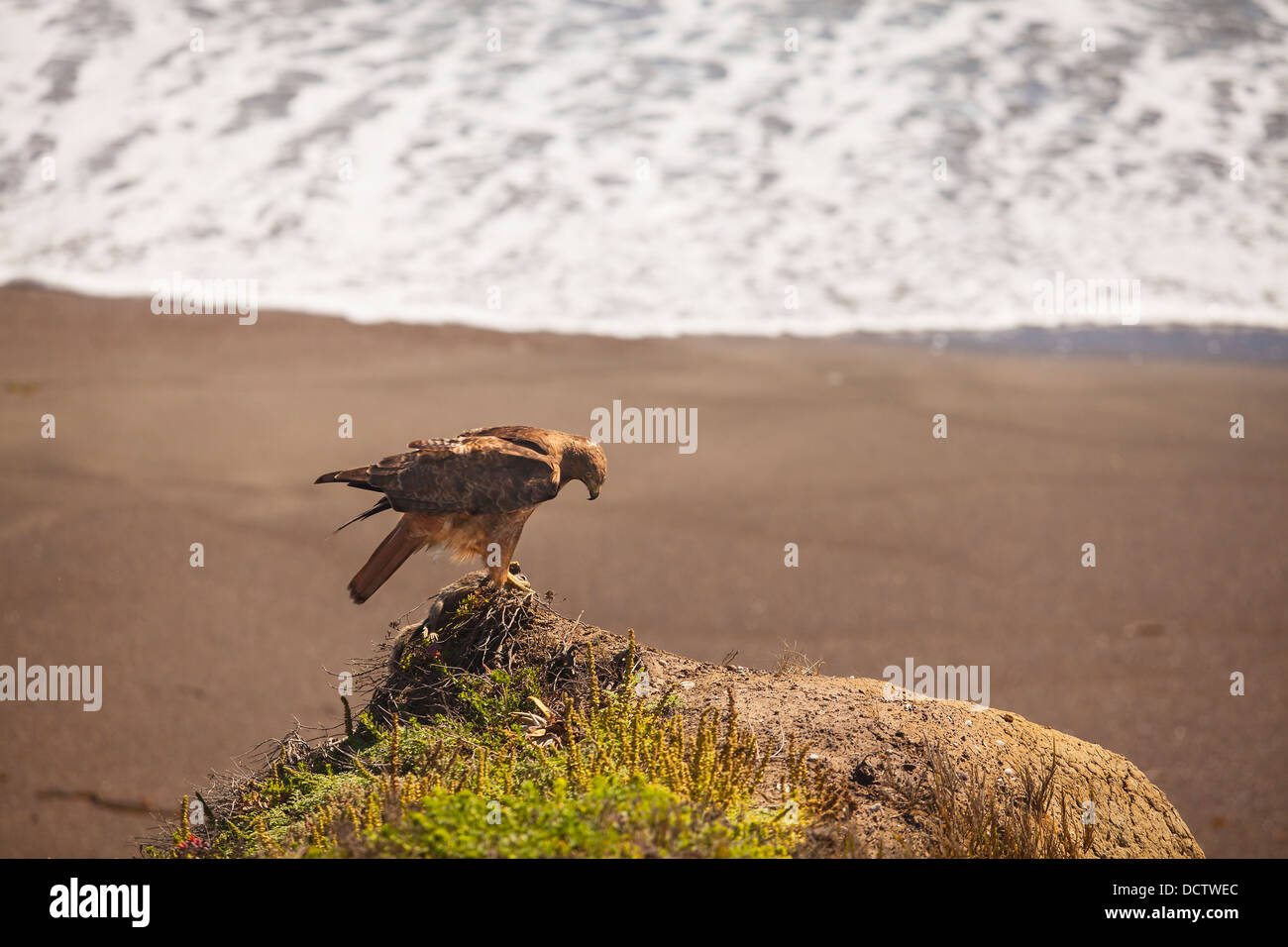 Giovani red-tail hawk con massa preda di scoiattolo, la Pietra di Luna Beach, Cambria, California, Stati Uniti d'America Foto Stock