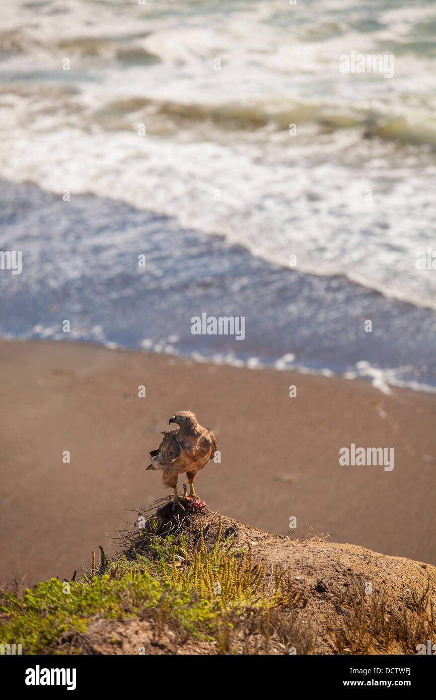 Giovani red-tail hawk con massa preda di scoiattolo, la Pietra di Luna Beach, Cambria, California, Stati Uniti d'America Foto Stock
