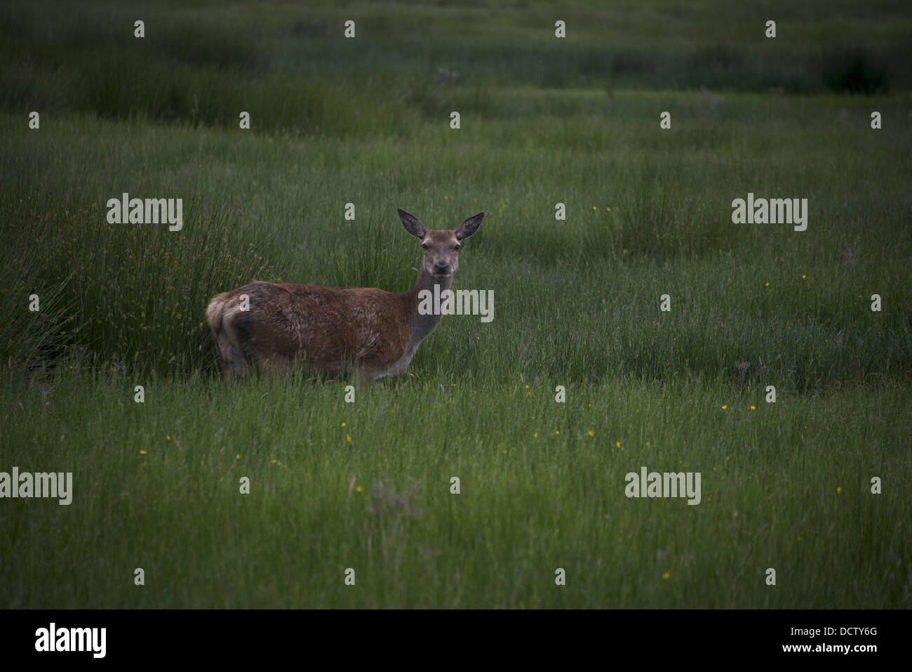 Il roaming di cervi nel Parco Nazionale di Killarney in Irlanda Foto Stock