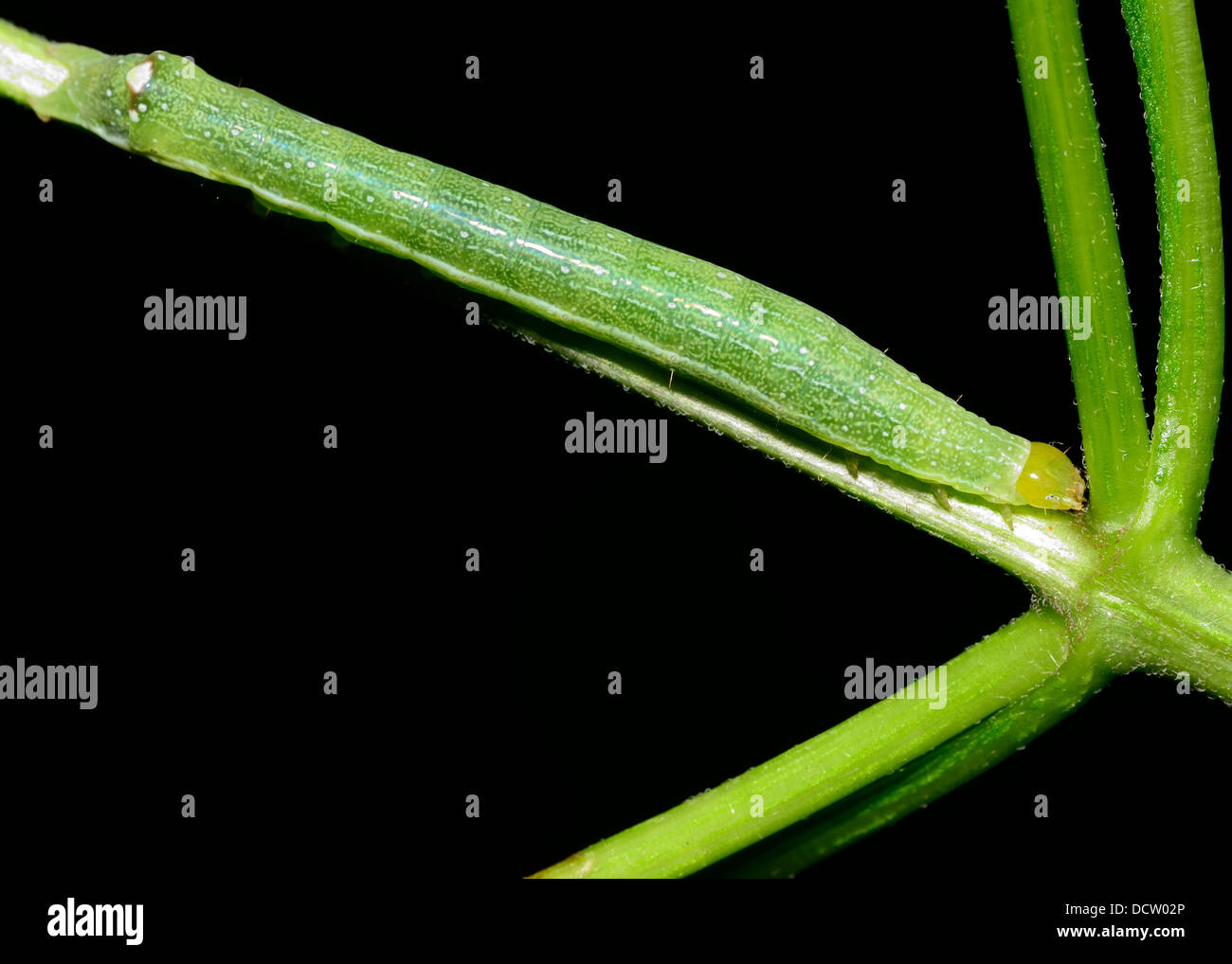 Caterpillar verde arroccato su una pianta verde stelo. Foto Stock