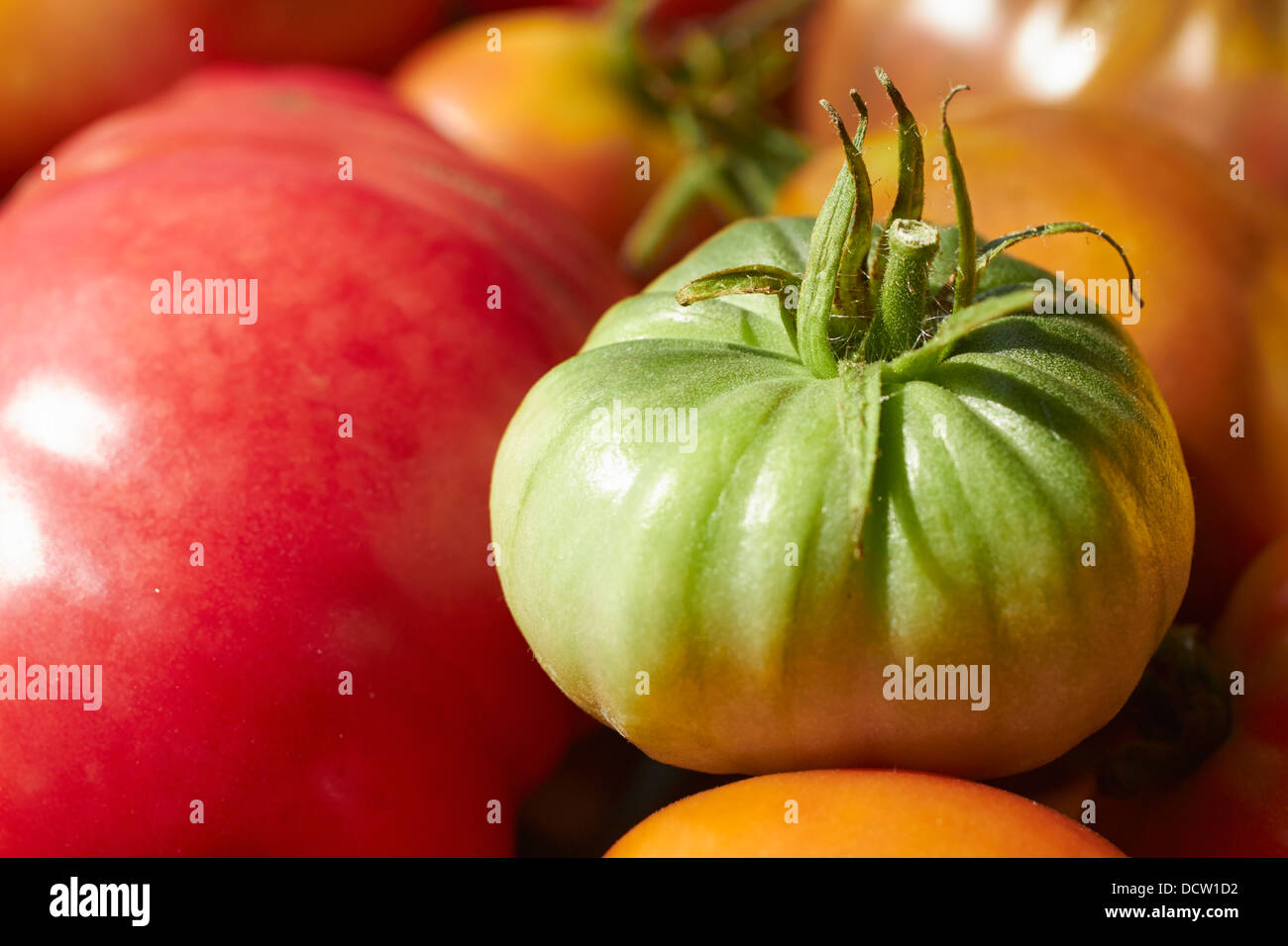 Pomodori un tomatillo Foto Stock