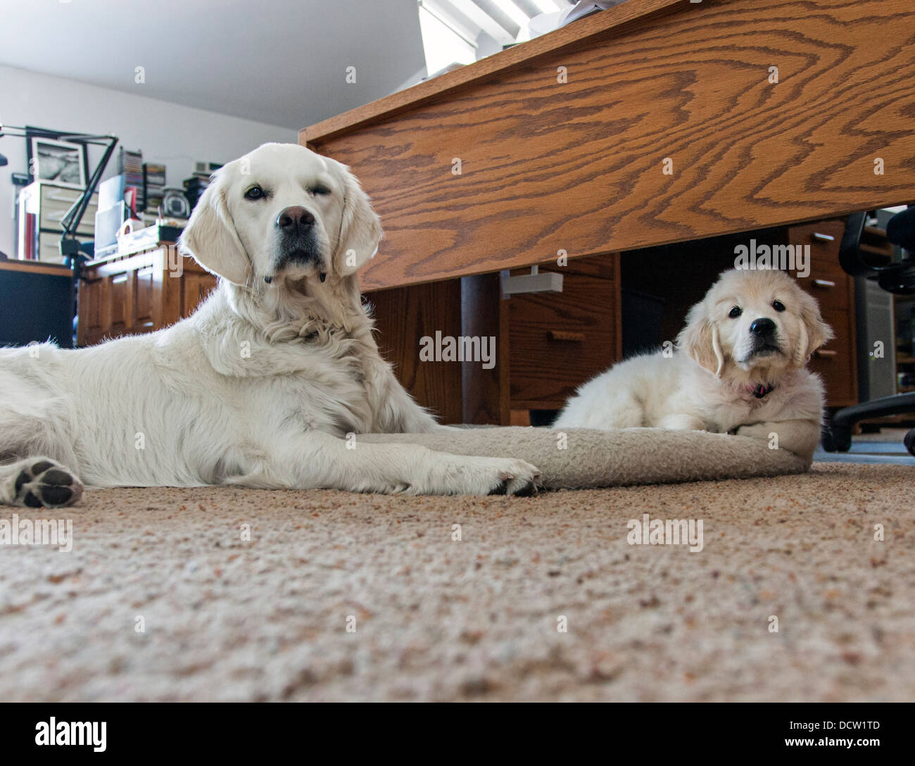 Anni di color platino Golden Retriever e cucciolo (8 settimane) in ufficio. Foto Stock