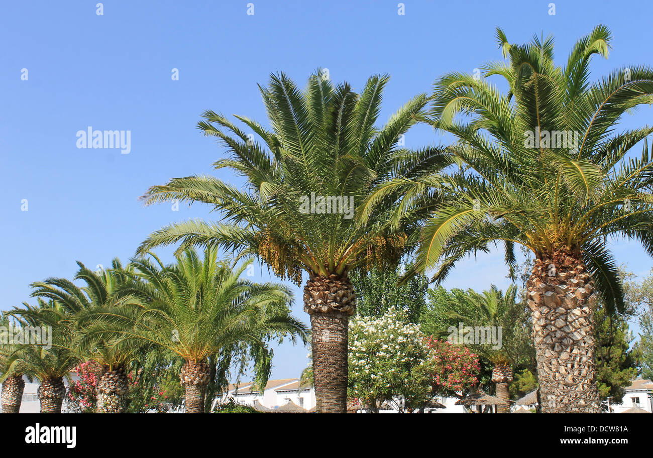 Vista panoramica di verdi palme nel resort tropicale. Foto Stock