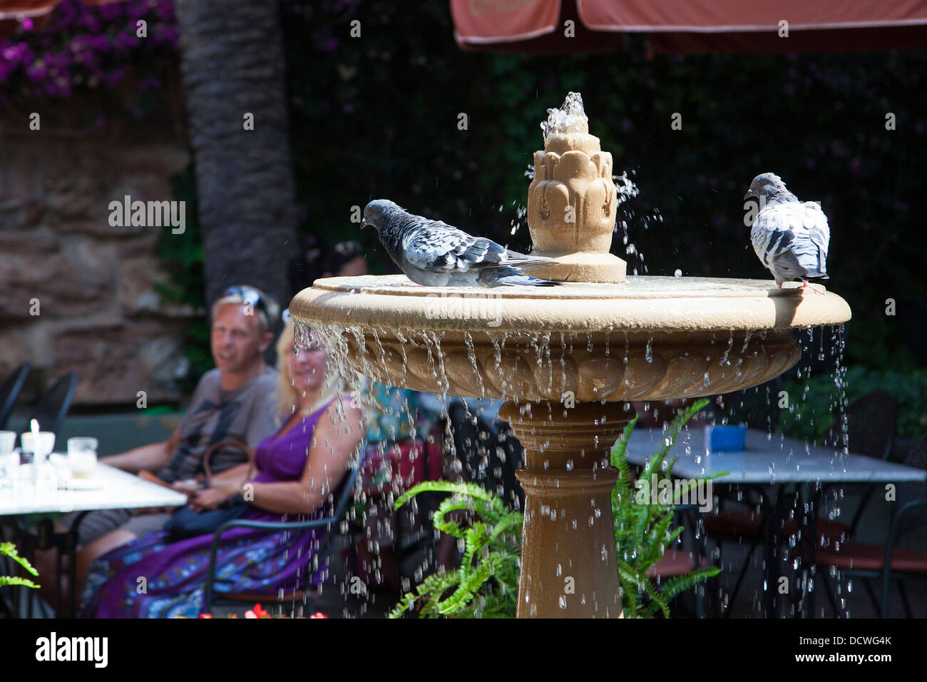 Tourist guardando i piccioni in una fontana di strada nella città di Palma sull'isola delle Baleari Maiorca Foto Stock