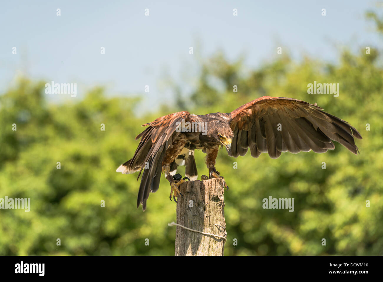 Harris Hawk, Parabuteo unicinct, atterraggio sul palo di legno Foto Stock