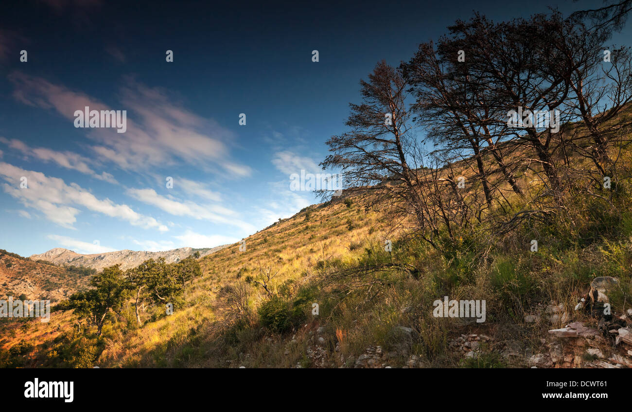 Dark Montenegro paesaggio di montagna con alberi di pino e drammatici profondo cielo blu Foto Stock