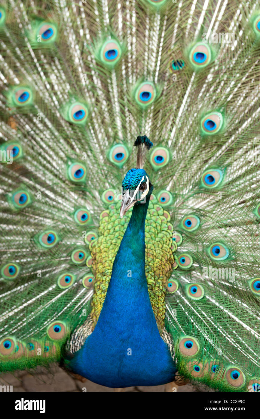 Peacock, Gold Reef City, Johannesburg, Sud Africa Foto Stock