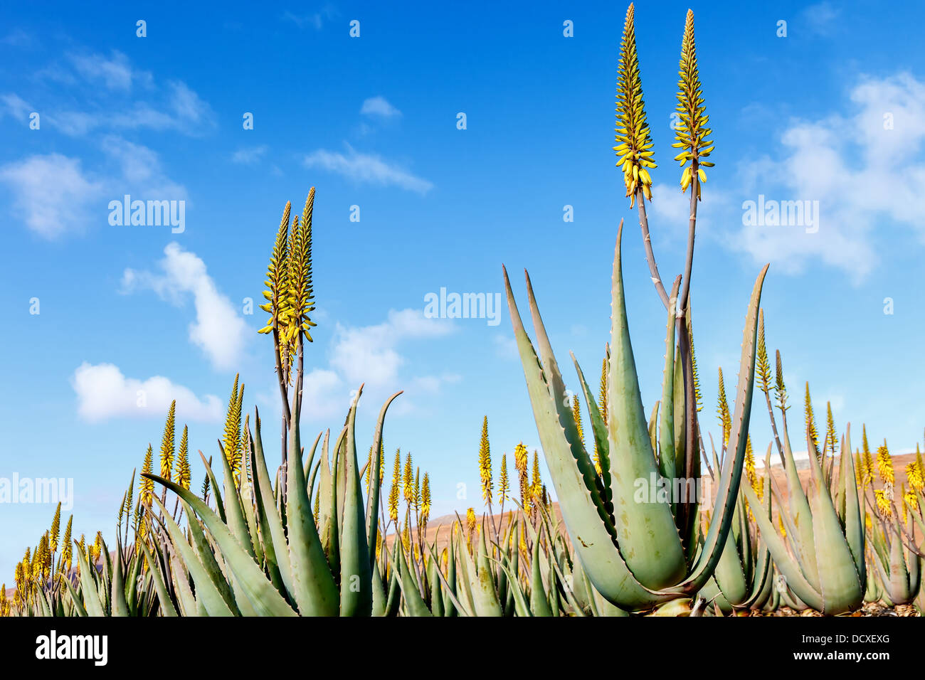 Aloe vera plantation nelle isole Canarie Foto Stock