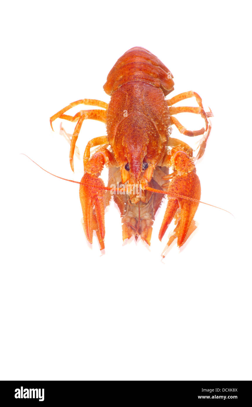 gamberi di fiume Foto Stock