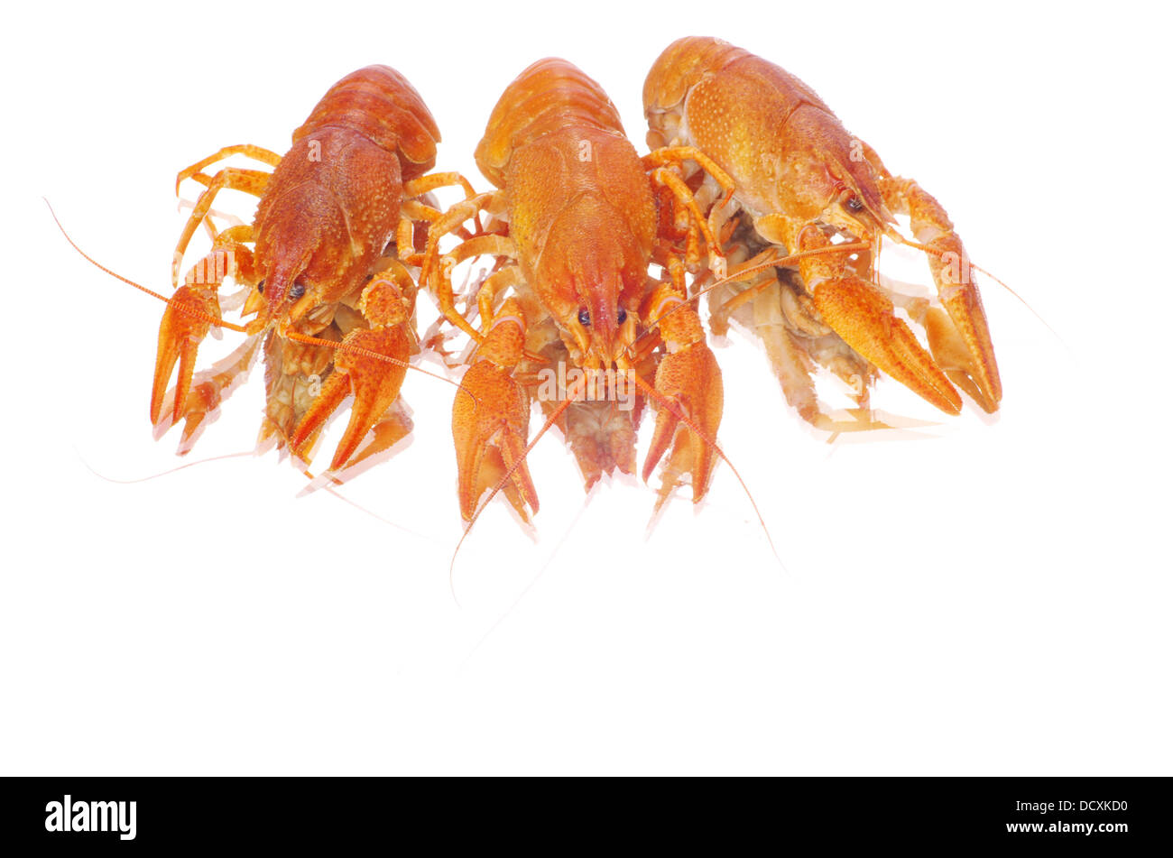 gamberi di fiume Foto Stock