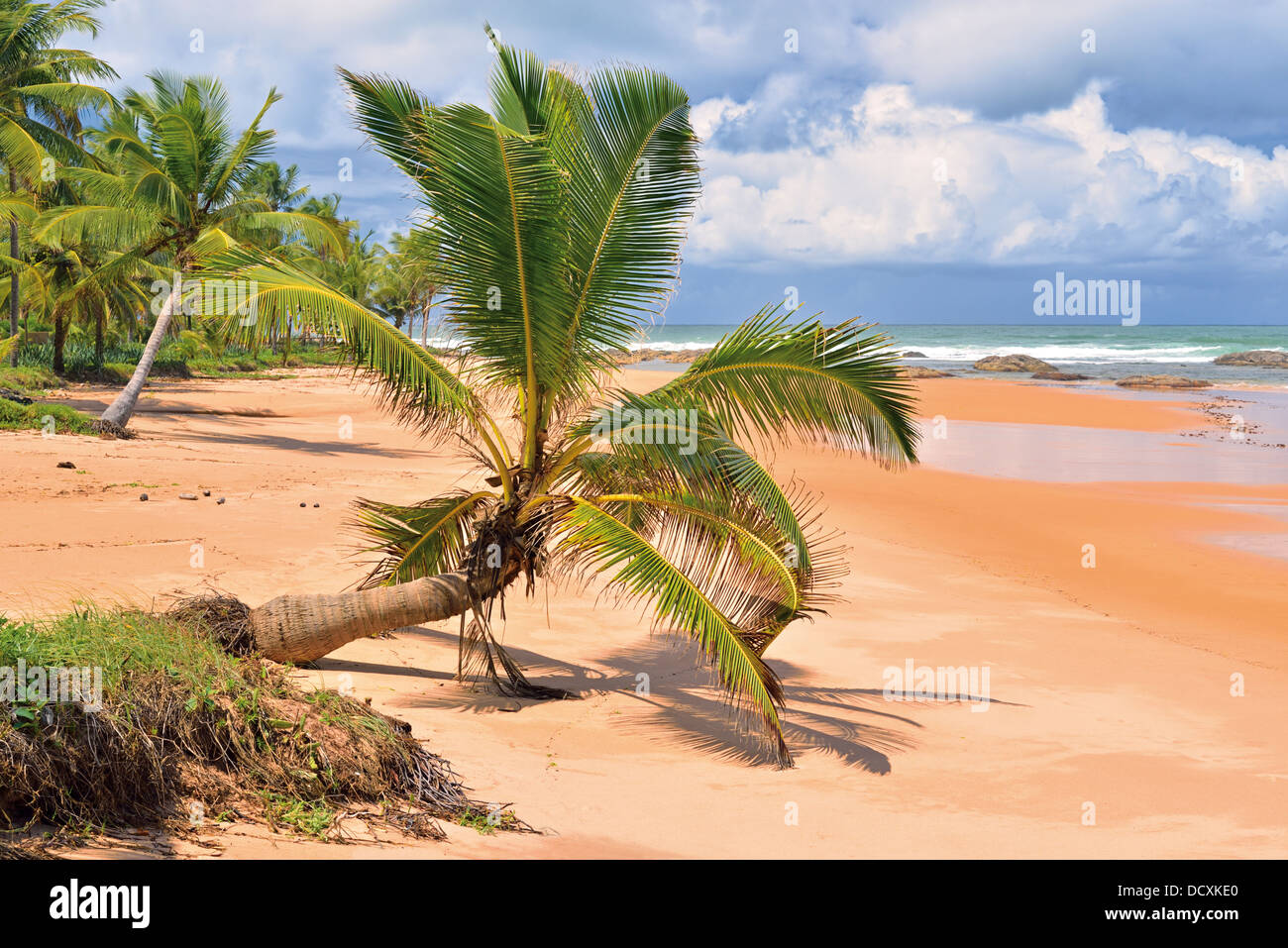 Il Brasile, Bahia: palme da cocco presso la spiaggia Praia Busca Vida in Camaçari vicino a Salvador Foto Stock