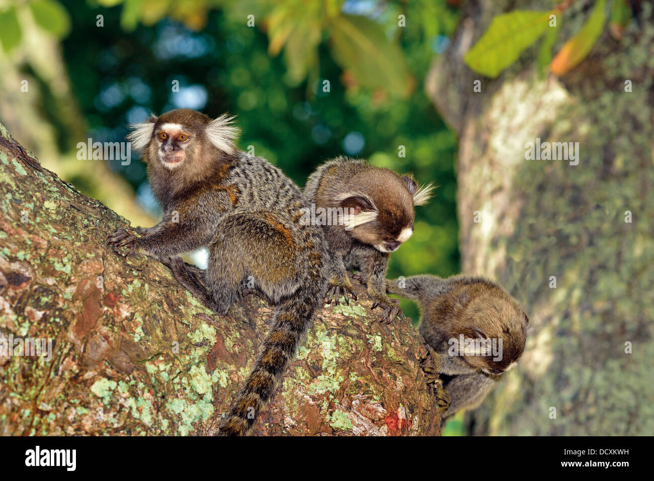 Il Brasile, Bahia: Tre pigmeo scimmie marmoset (Cebuella pygmaea) giocando in una struttura ad albero Foto Stock