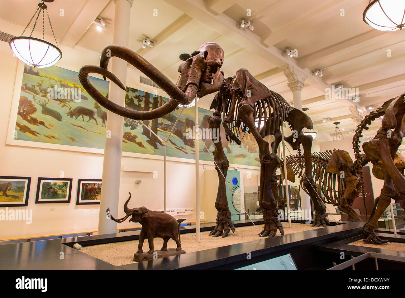 New York, il Museo di Storia Naturale Foto Stock