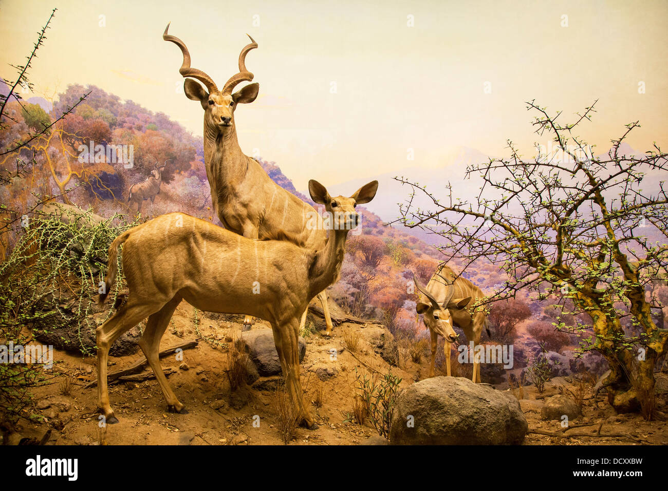 New York, il Museo di Storia Naturale Foto Stock