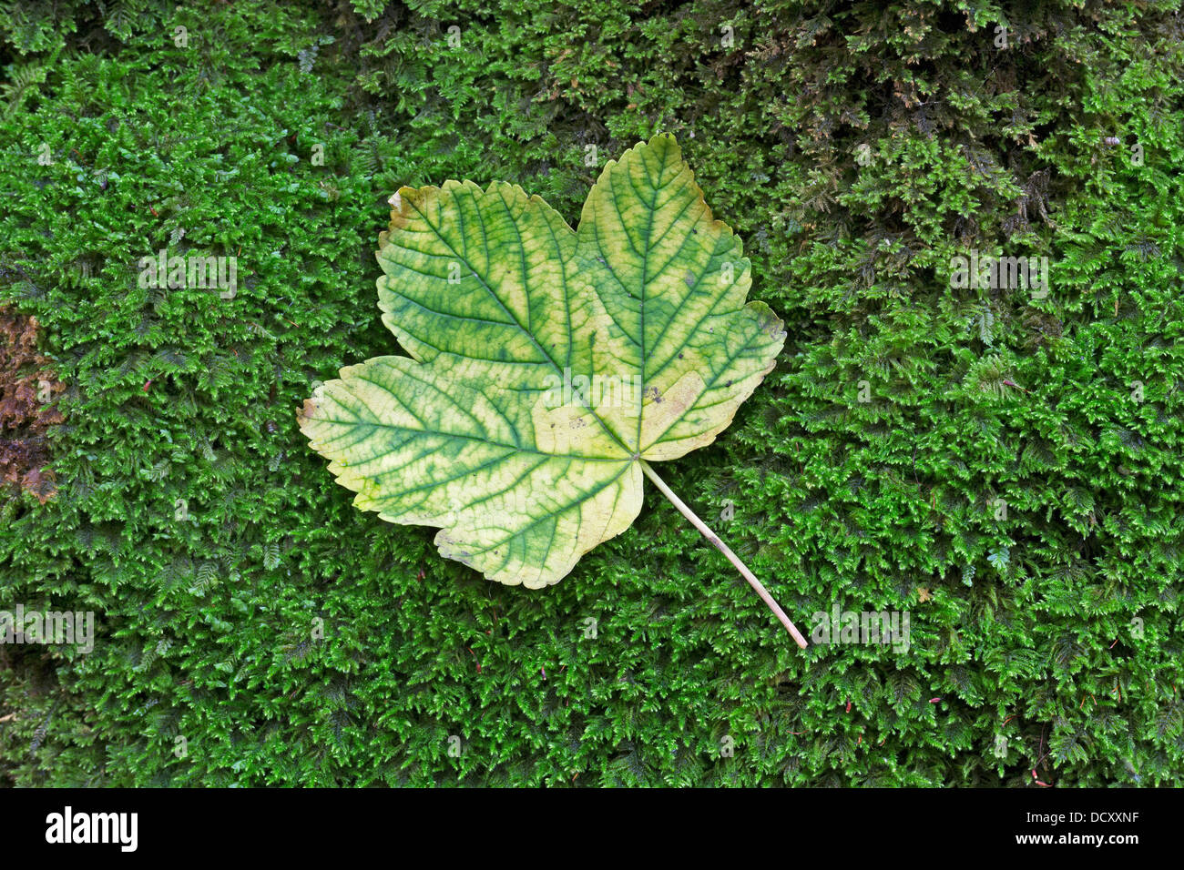 Foglia di acero Acer pseudoplantus Foto Stock