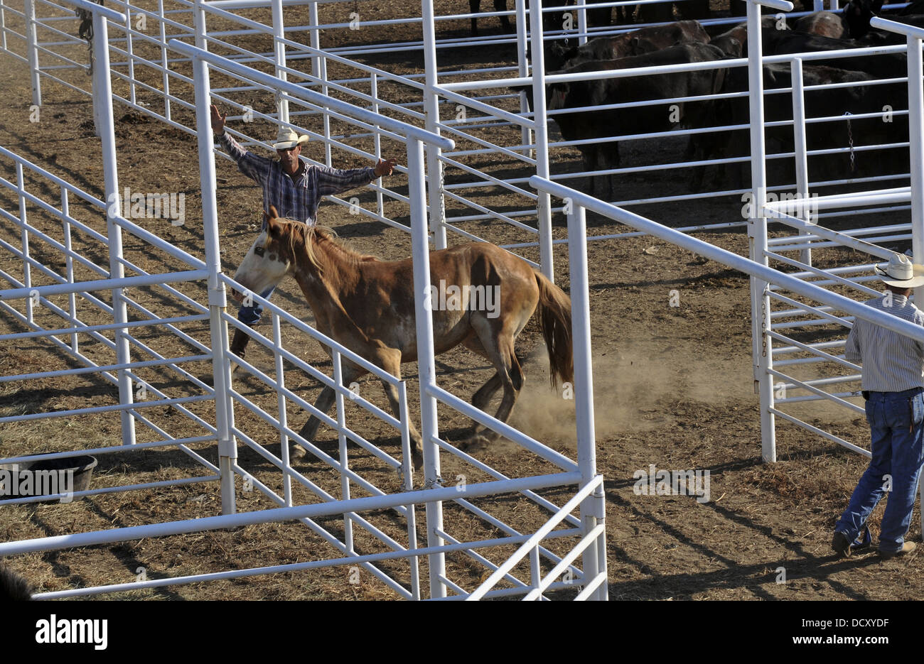Guidare un cavallo attraverso un rodeo stallo in caffè, Kansas Foto Stock