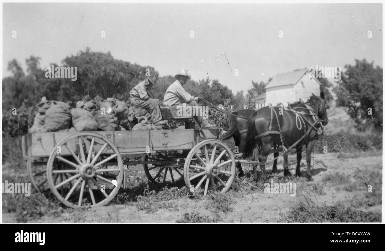 Cavallo e carro caricato con sacchi di patate - - 285529 Foto Stock