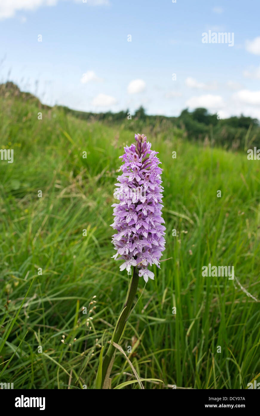 Common Spotted orchidea Dactylorhiza fuchsii Moor House riserva naturale nazionale vicino ad alta forza di Teesdale superiore England Regno Unito Foto Stock