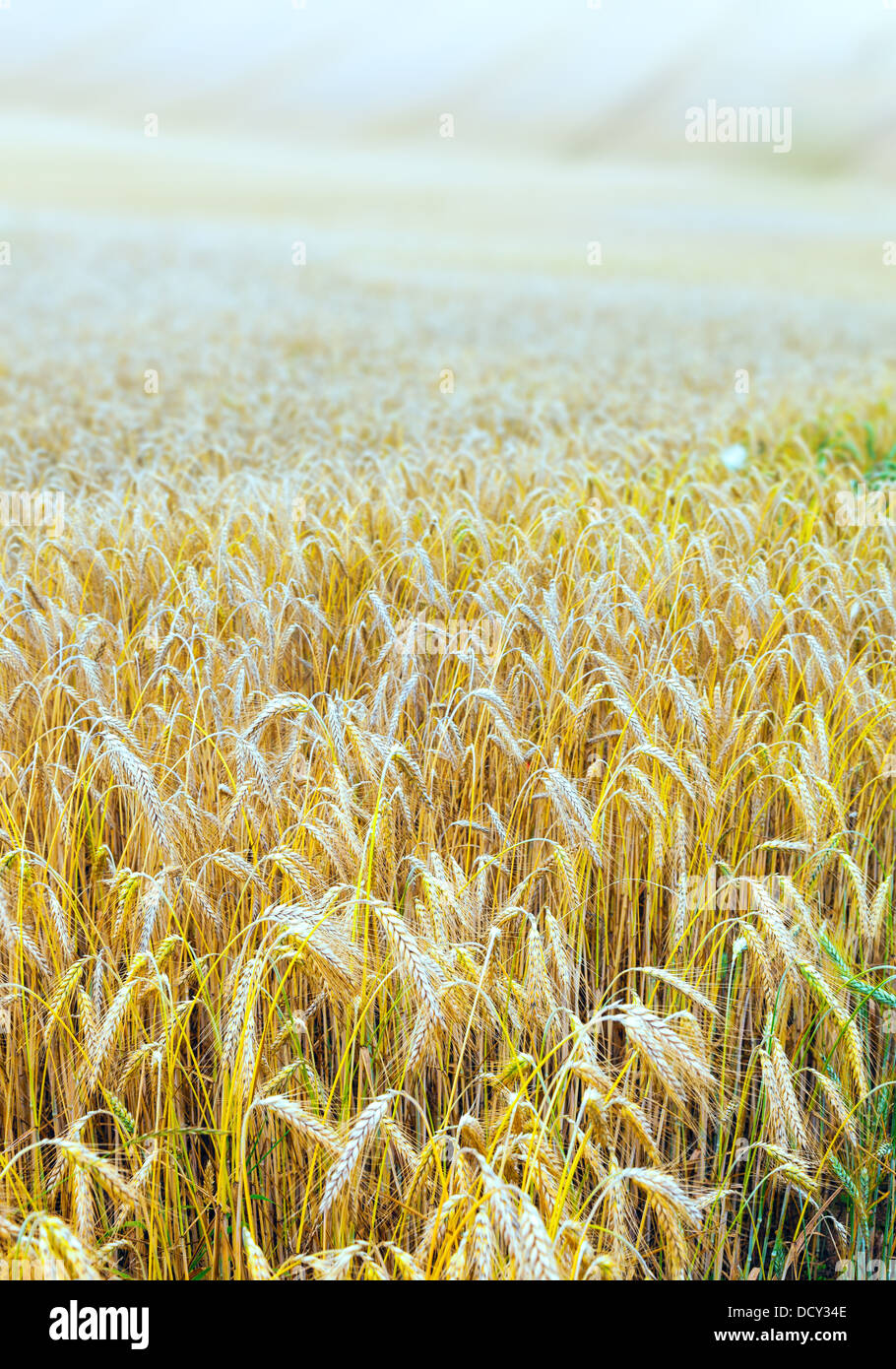Il frumento in campo agricolo Foto Stock