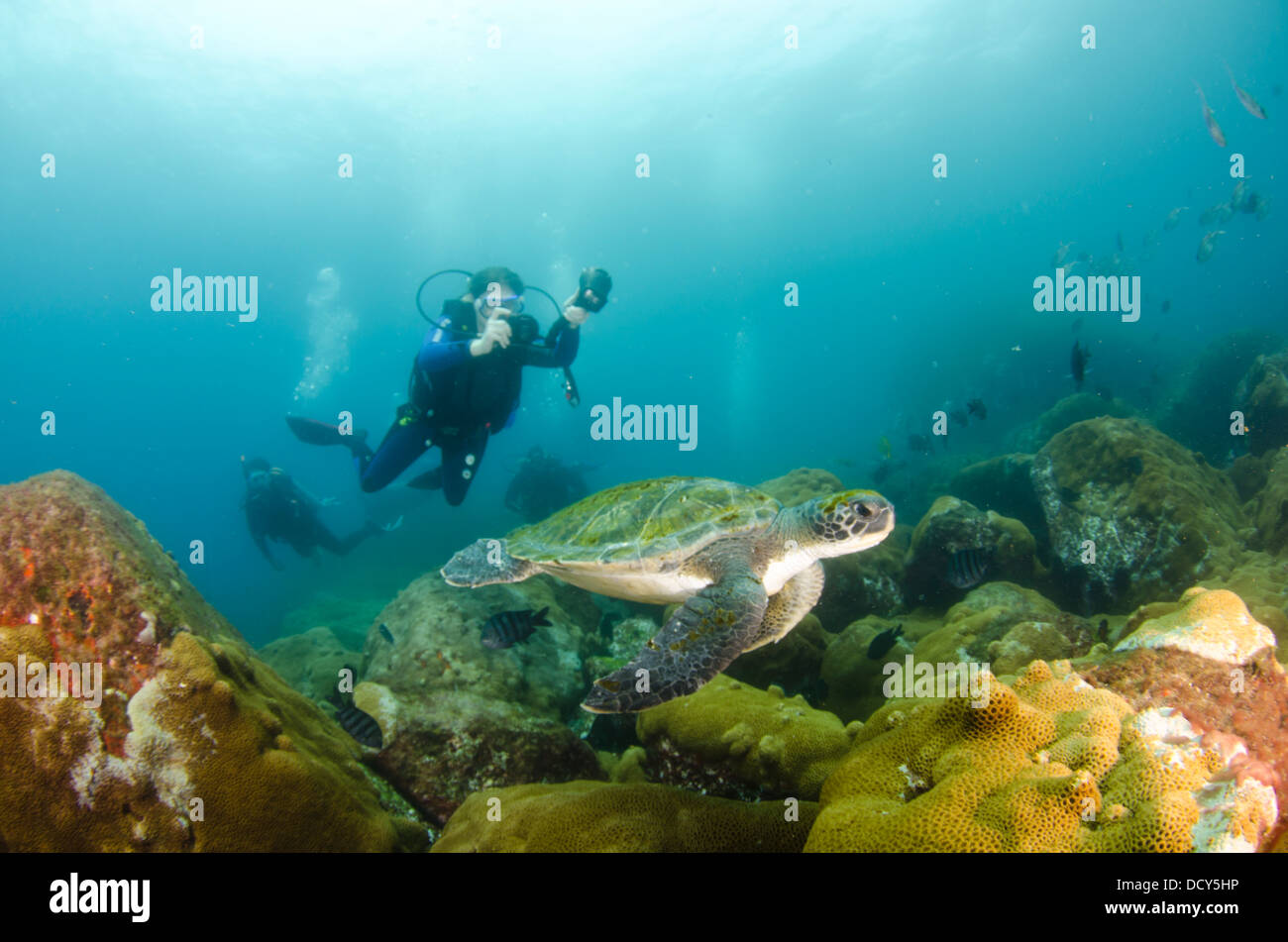 Fotografo subacqueo di scattare le foto della tartaruga a Laje de Santos stato marino Park, stato di São Paulo a riva, Brasile Foto Stock