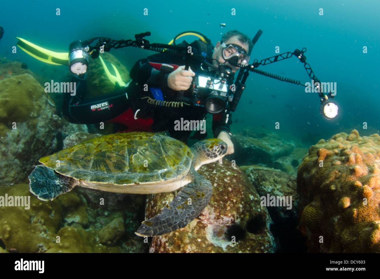 Fotografo subacqueo di scattare le foto della tartaruga a Laje de Santos stato marino Park, stato di São Paulo a riva, Brasile Foto Stock