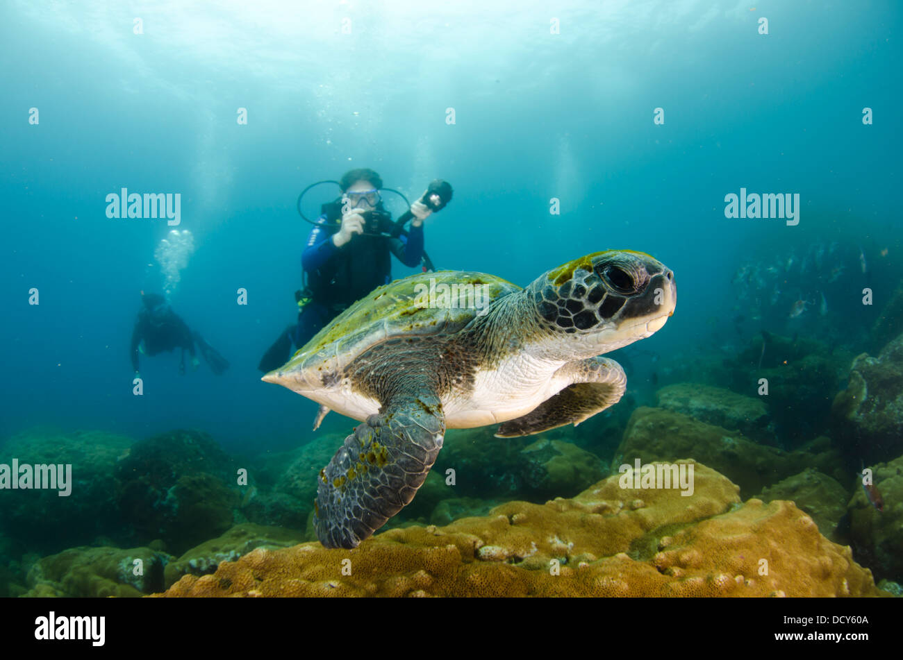 Fotografo subacqueo di scattare le foto della tartaruga a Laje de Santos stato marino Park, stato di São Paulo a riva, Brasile Foto Stock