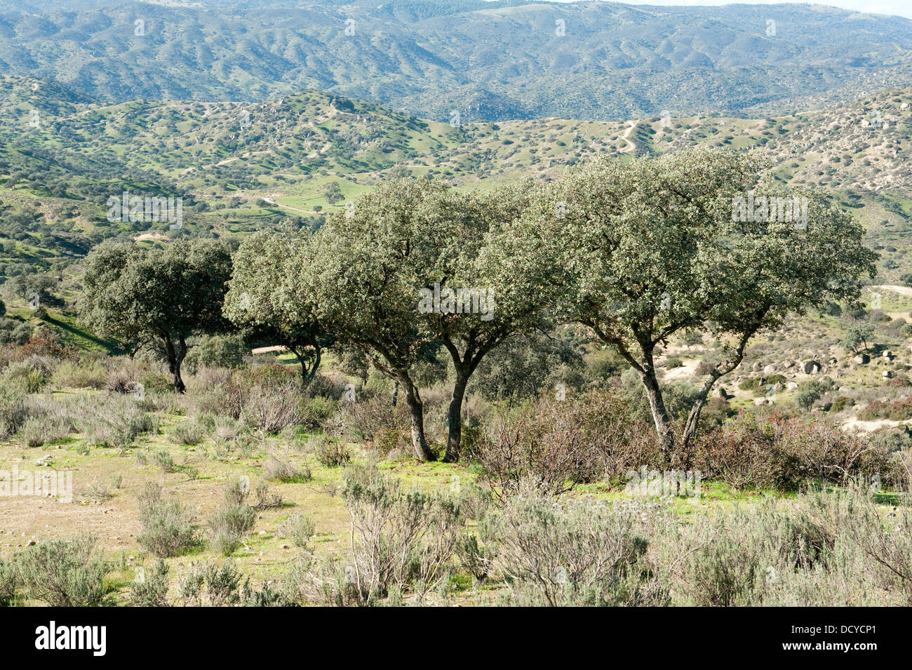 Alberi da sughero paesaggio Sierra de Andujar Parco Naturale di Spagna Foto Stock