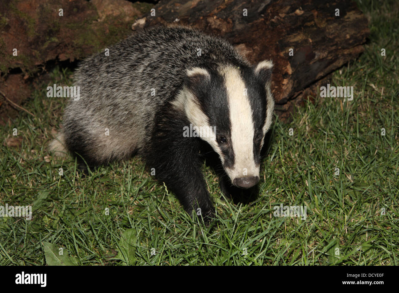 Unione badger Meles meles alimentare Foto Stock